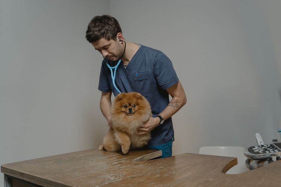 Veterinario revisando a un perro en la clínica